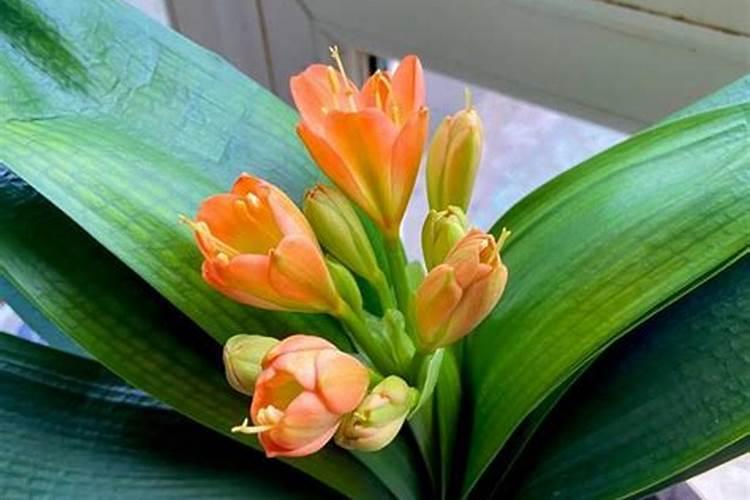 用什么养护君子兰、长寿花长势旺