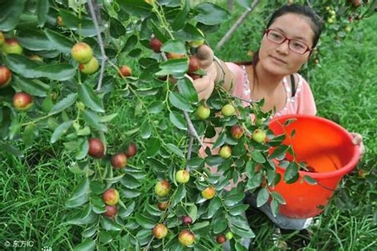 种植红枣的水肥管理技术有哪些 养殖方法总结