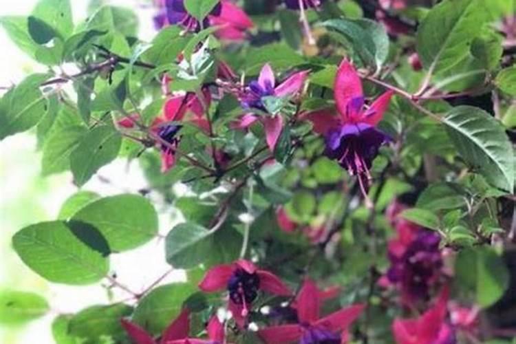 植物吊钟的培植方法