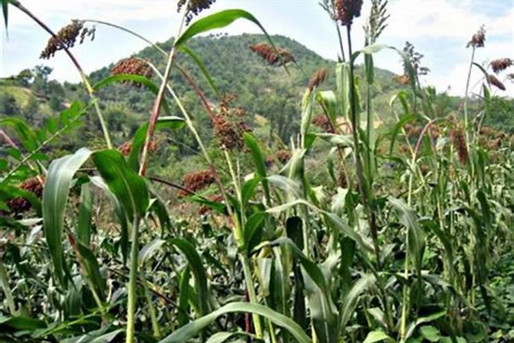 平菇高粱原种里面加多少磷酸二氢钾合适？