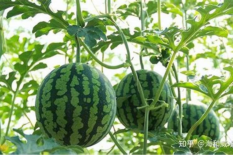 西瓜用哪种水溶肥效果好,怎么让西瓜膨大增甜