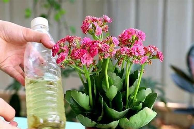 菠菜有什么营养成分 菠菜有哪些营养价值