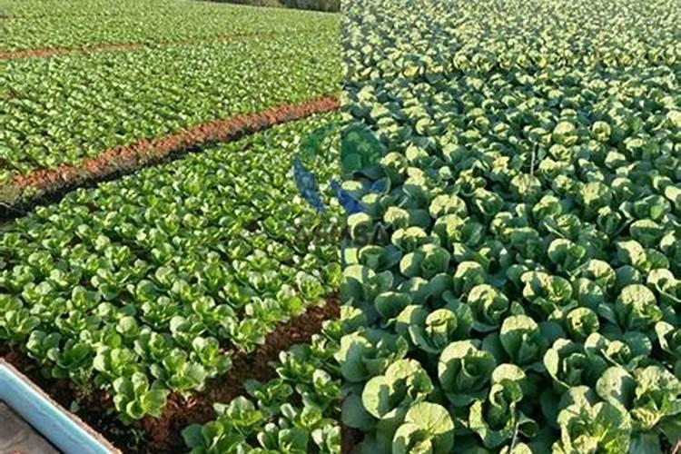 施钙肥哪时候最合适 钙肥最佳施肥时间