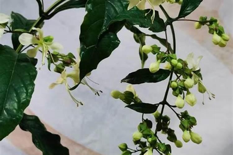 垂丝茉莉怎么养殖(垂丝茉莉长花苞的小窍门)