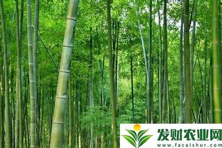 什么药能让竹子开花