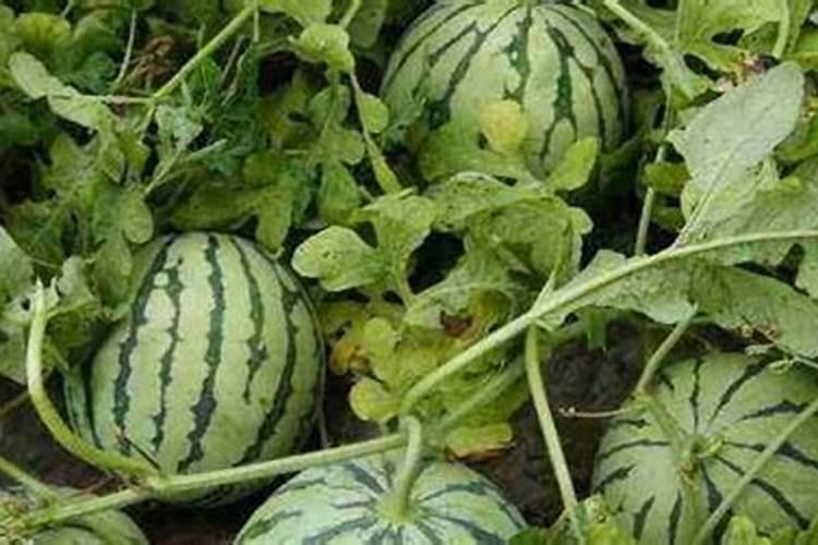 凤梨花使用什么样的肥料好？促使开花的