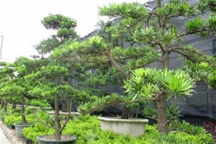 罗汉松最忌三种肥料