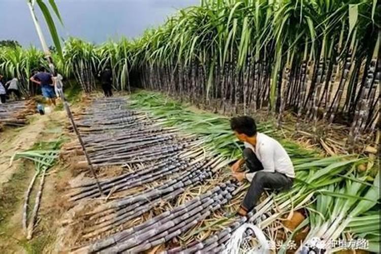甘蔗十大最佳肥料