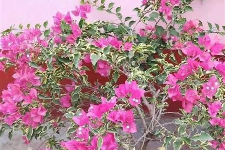 三角梅花期如何施肥