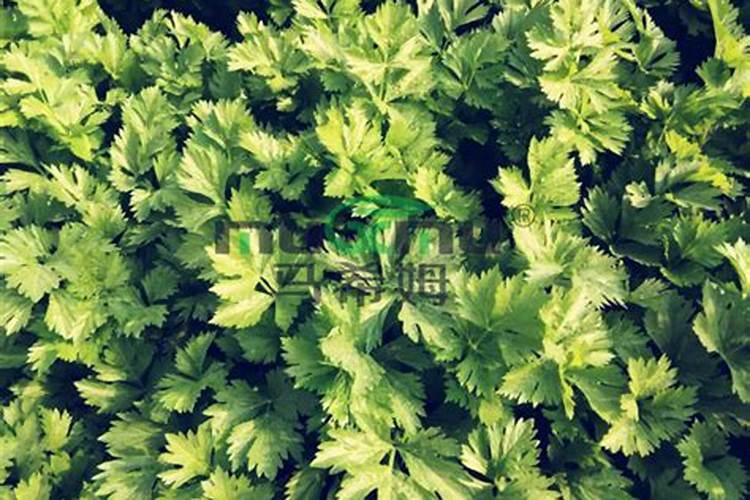 喷什么叶面肥芹菜长得快 喷施方法有哪些