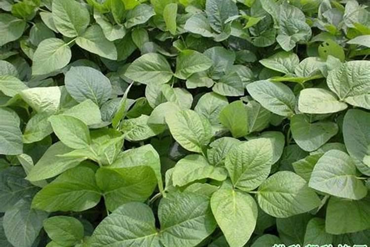 大豆施肥最佳方法