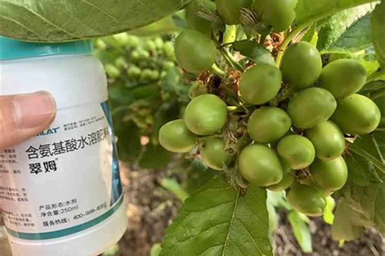蒲公英薏苡仁多肽植物饮品可以减肥吗