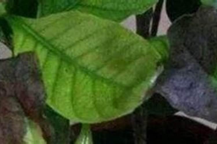 求个苏北地区旱直播水稻管理技术,施肥和除草的
