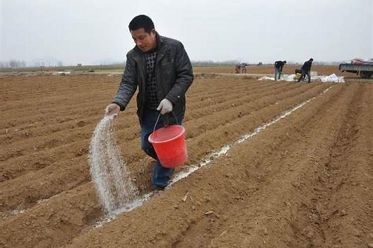 沙土地用什么肥料？