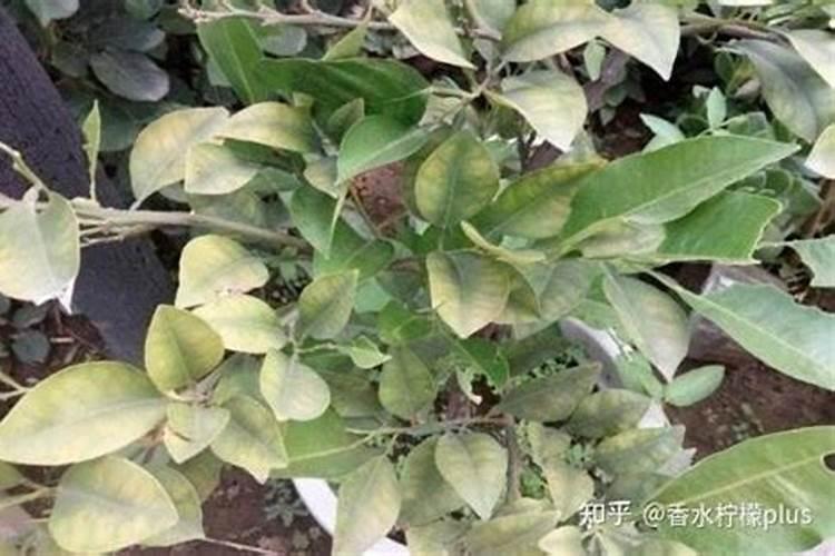 盆栽的柠檬树叶逐渐变黄掉落,该怎么办啊？？？