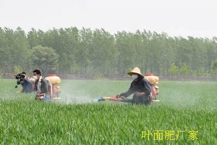 小麦叶面肥喷施时间