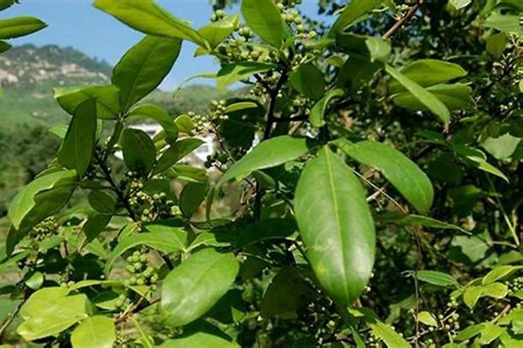 花椒叶面肥多久打好