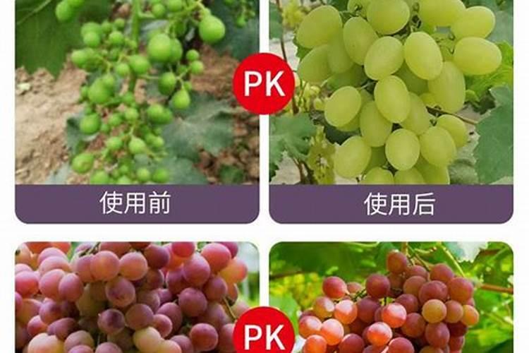 说说葡萄上使用钙和镁的事,如何正确的补充钙镁肥？