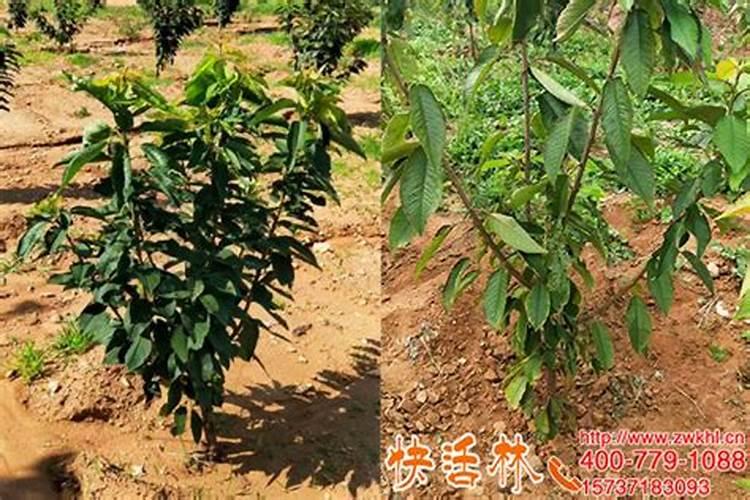 清明节期间如何做好果园倒春寒现象 果树养殖技巧总结