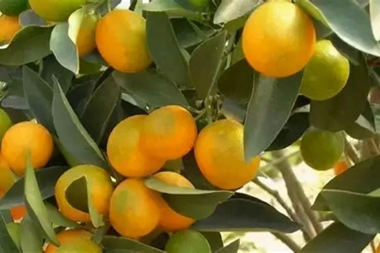 春季柑橘琳树发芽前可以喷施硼肥吗？