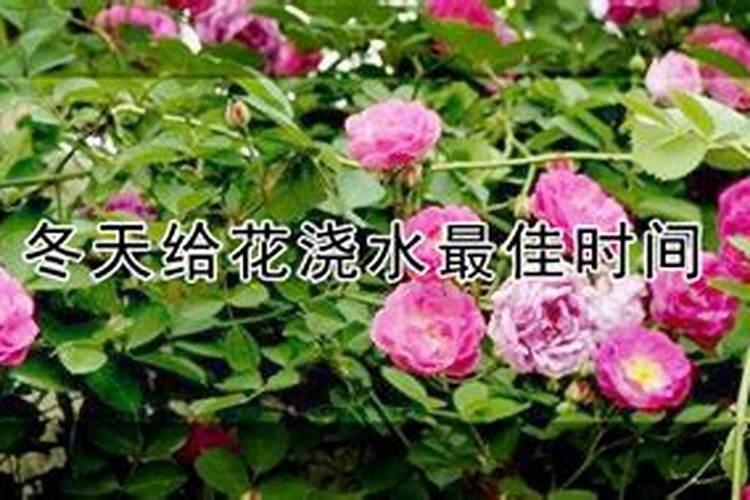杜鹃花冬季怎么施肥