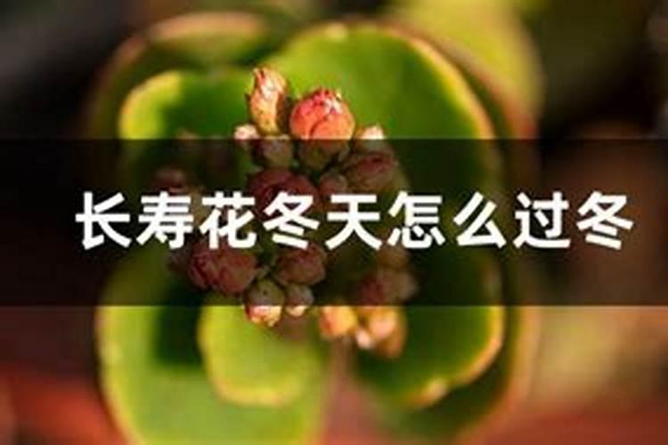 蔷薇花期多久施肥一次最好