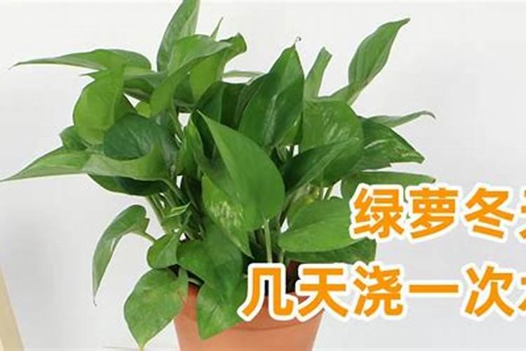 冬天养花要施肥吗？