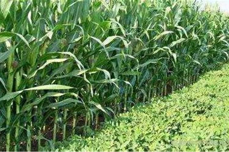 玉米一次性施肥的效果比追肥的效果好还是差？