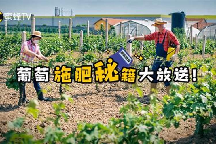 葡萄开花期的时候,能不能一边浇水一边施硼肥呢