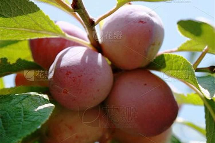 李子树蔫了用叶面肥有用吗？