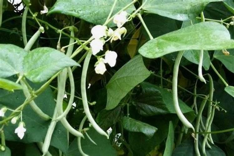 豆角花期追什么肥