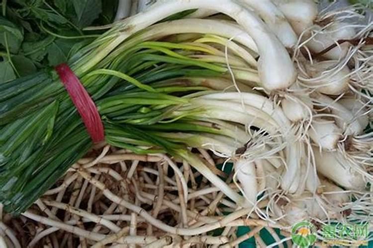 藠头施肥用什么肥料