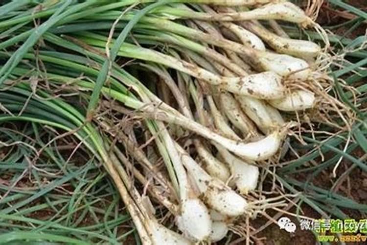 清明前后这段时间种什么蔬菜好？种子种植和秧苗种植效果一样吗？百度...