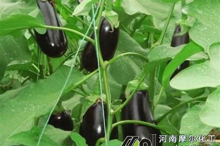 种茄子辣椒放硅肥好不好？