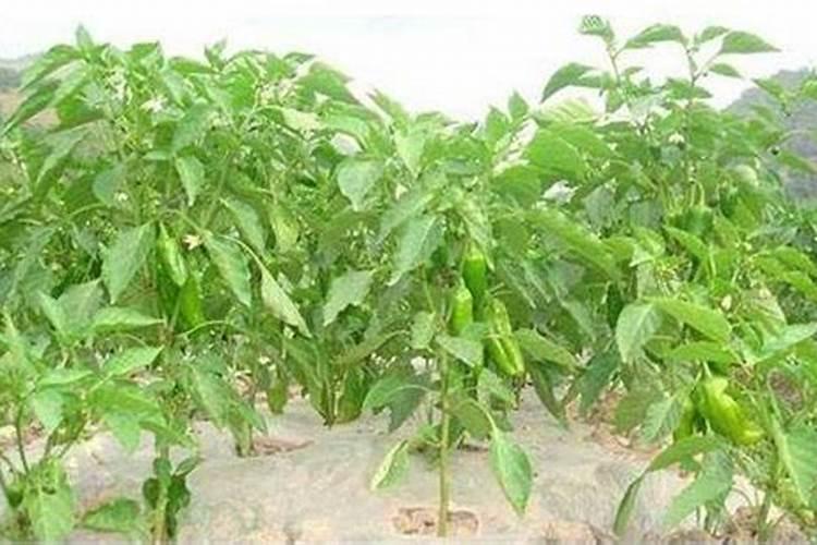 很多人种植辣椒都会多施钾肥,施钾肥有什么作用呢？