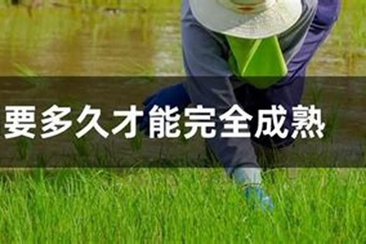 硼肥的用量、作用及使用方法