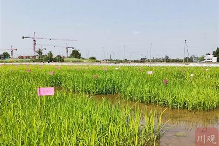 14一羟基芸苔素甾醇与多菌灵浸种万以吗