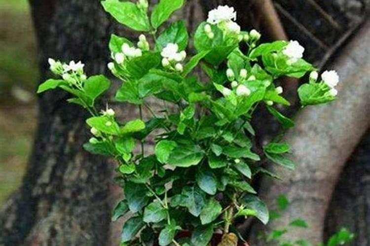 茉莉花施什么肥最好 适合用什么肥料