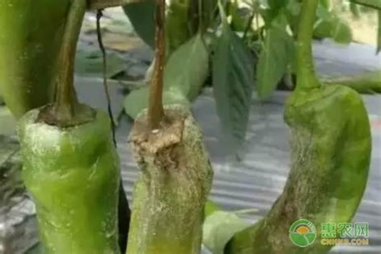 老师辣椒的疫病和青枯病如何防