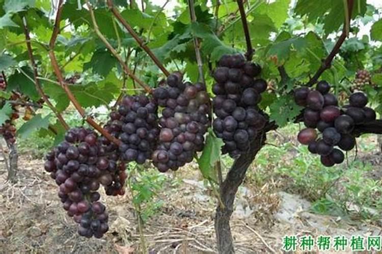 桃树套袋前三遍药都用什么药 注意事项有哪些