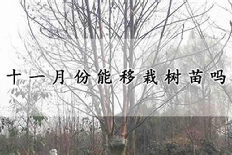 大樱桃大树移栽要点