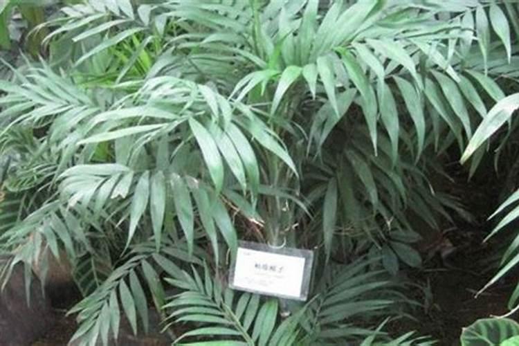 黄椰子的养殖方法和注意事项,浇水施肥充分但要注意温度变化