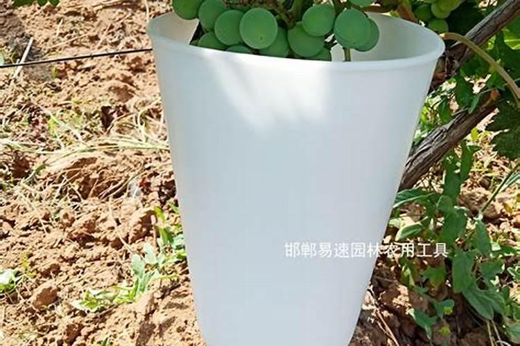 西瓜结果了需要施什么肥料
