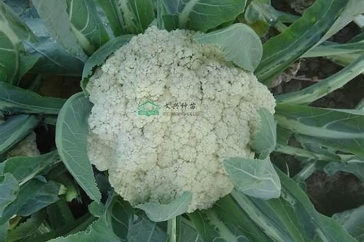 松花菜种植以后能否喷打封闭除草剂？