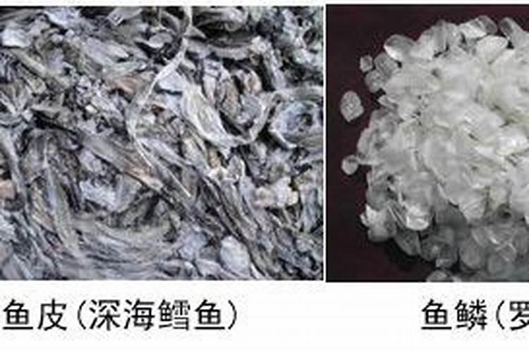 什么是海藻肥