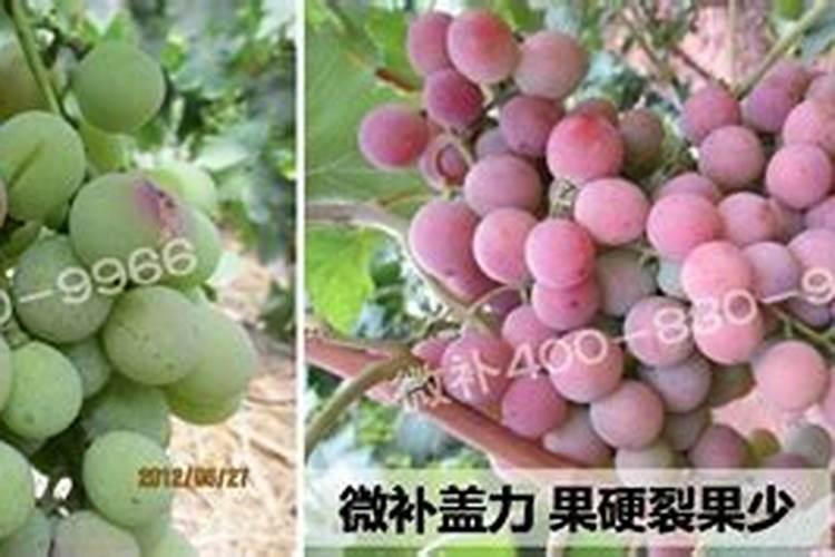 葡萄喷哪种叶面肥比较好？