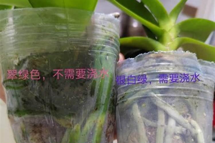 正在开花的蝴蝶兰需要施肥吗