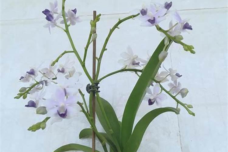 蝴蝶兰刚长花芽可以施肥吗