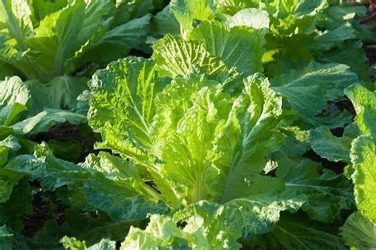 怎么给樱花树加点肥料