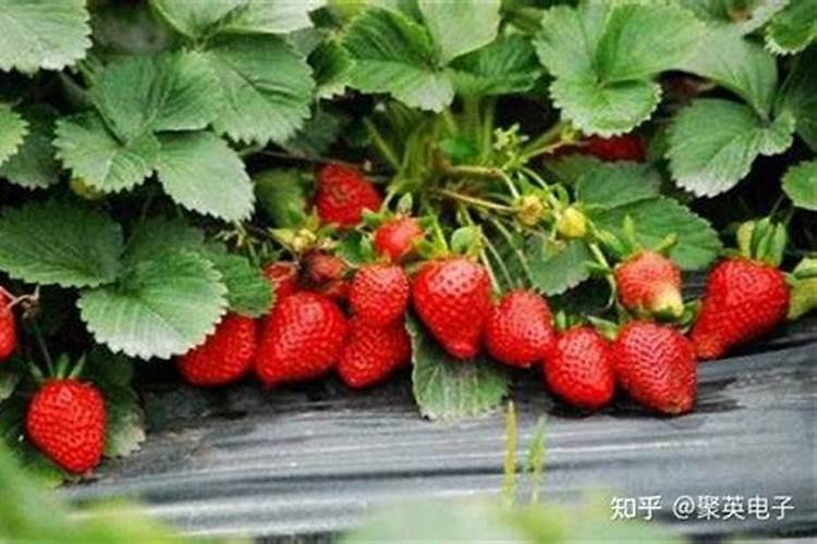 草莓用什么肥料果子又大又甜